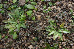 Plantago triandra