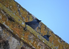 Corvus monedula