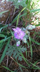 Geranium tuberosum