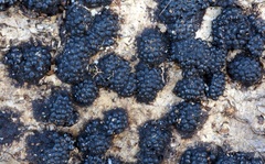 Annulohypoxylon truncatum