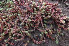 Crassula moschata