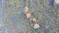 Zostera muelleri