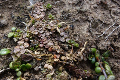 Epilobium komarovianum