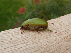 Xylonichus eucalypti
