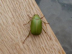 Xylonichus eucalypti