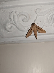 Hippotion balsaminae