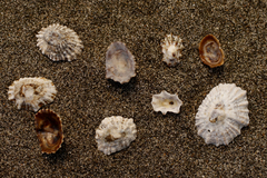 Siphonaria australis