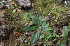 Plantago raoulii