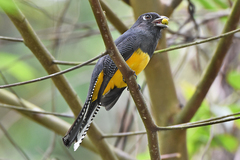Trogon violaceus