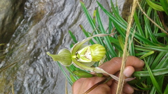 Phragmipedium pearcei