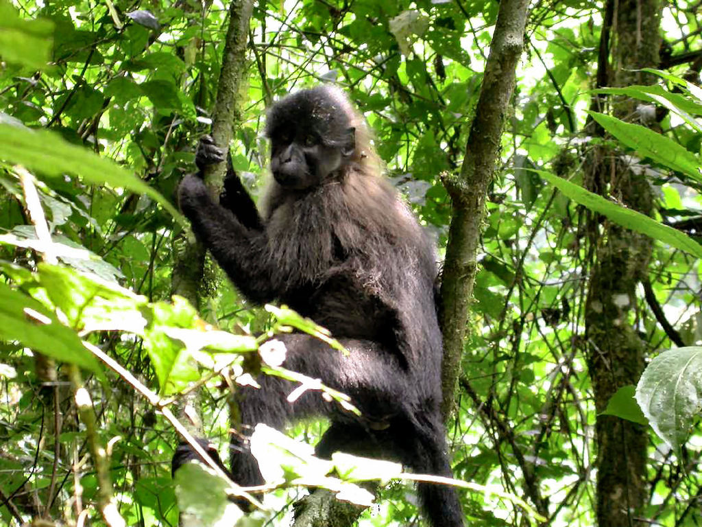 Grey-cheeked Mangabey
