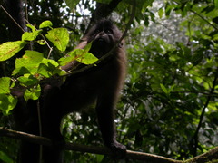 Gray-Cheeked Mangabey photo 3