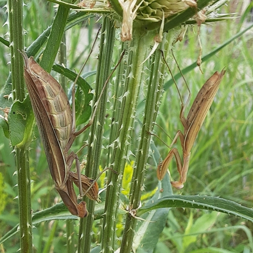 European Mantis photo 6