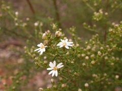 Olearia microphylla