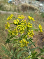 Pastinaca sativa sylvestris