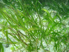 Cymodocea rotundata