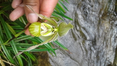 Phragmipedium pearcei