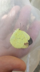 Eurema blanda arsakia