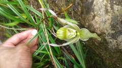Phragmipedium pearcei