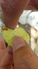 Eurema blanda arsakia