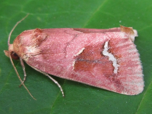 Plusilla rosalia