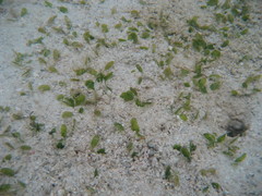 Halophila ovalis