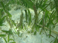 Thalassia hemprichii