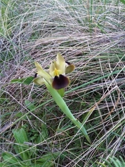 Iris tuberosa