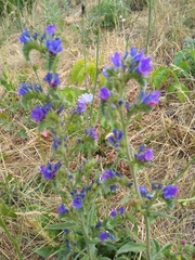 Echium vulgare