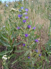 Echium vulgare