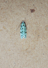Izatha peroneanella