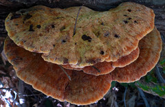 Inonotus glomeratus