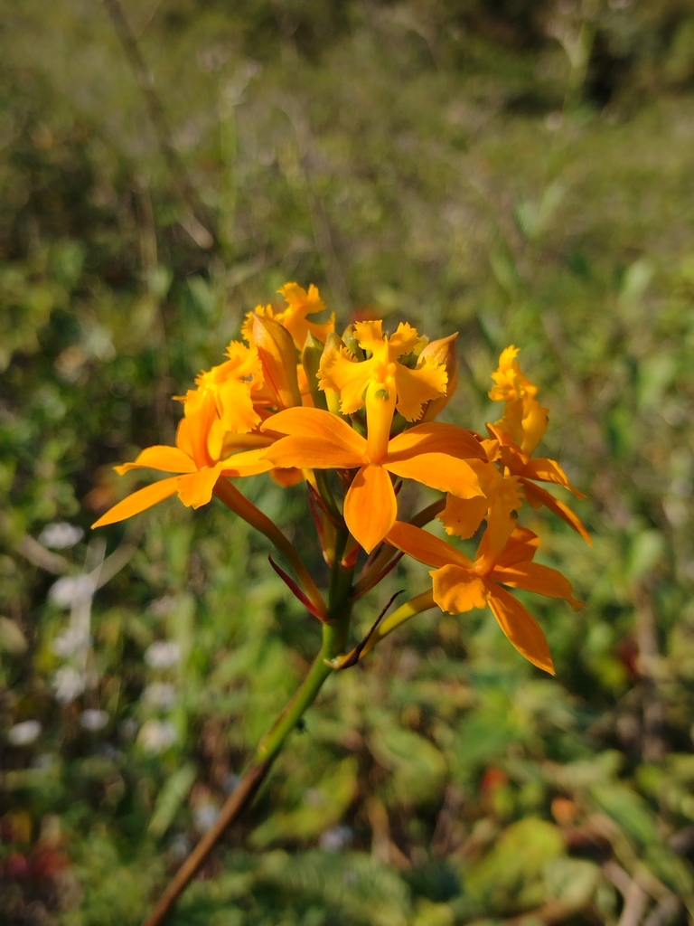 Epidendrum flammeum