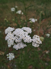 Achillea millefolium
