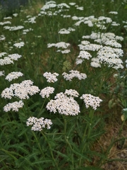 Achillea millefolium