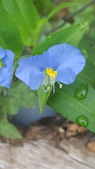 Commelina