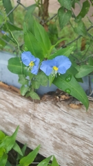 Commelina
