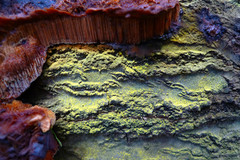 Inonotus glomeratus