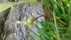 Phragmipedium pearcei
