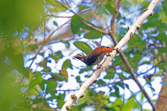 Pale-Billed Sicklebill photo 2