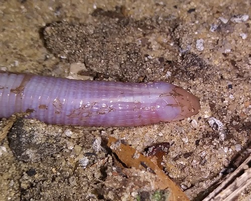 Rhineura floridana