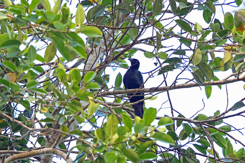 Jobi Manucode (Manucodia jobiensis)