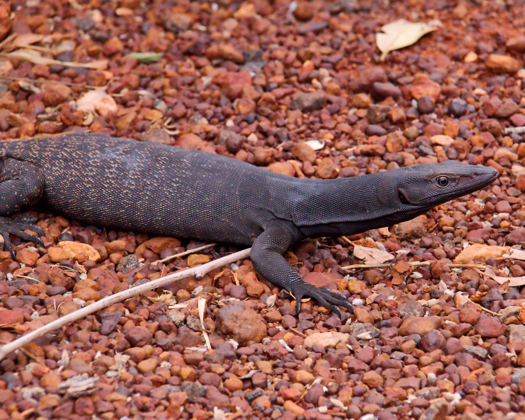 Black-tailed Monitor