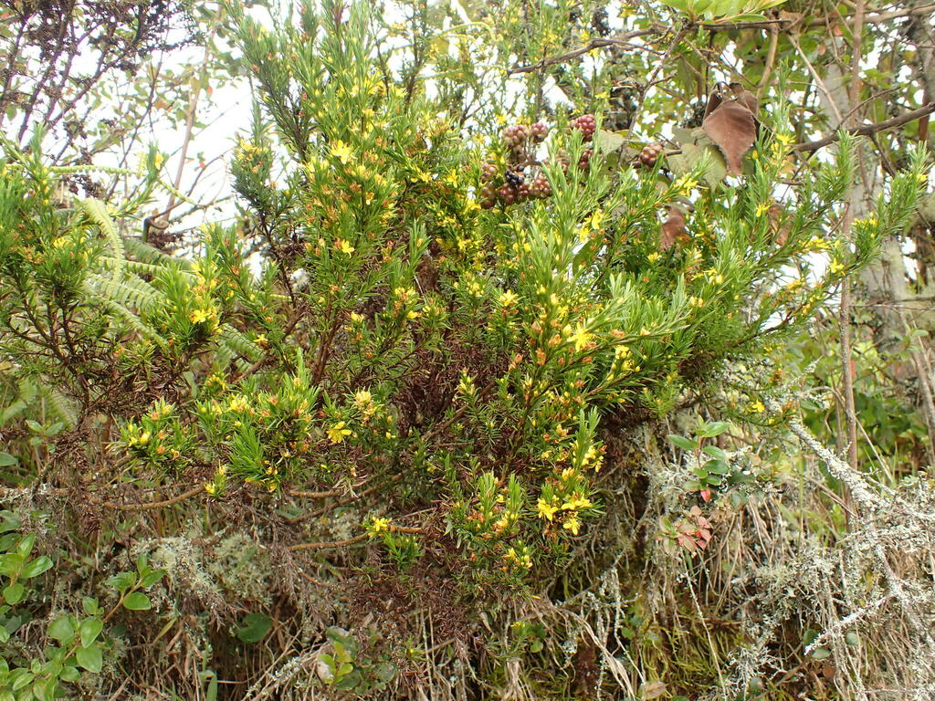Hypericum juniperinum; photograph (c) agujaceratops, some rights reserved (CC BY)