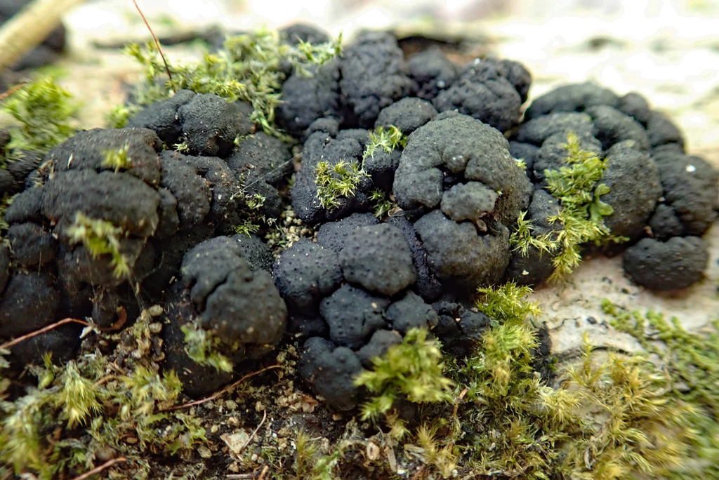 Kretzschmaria pavimentosa