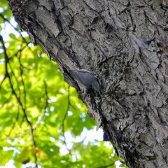 Sitta europaea europaea