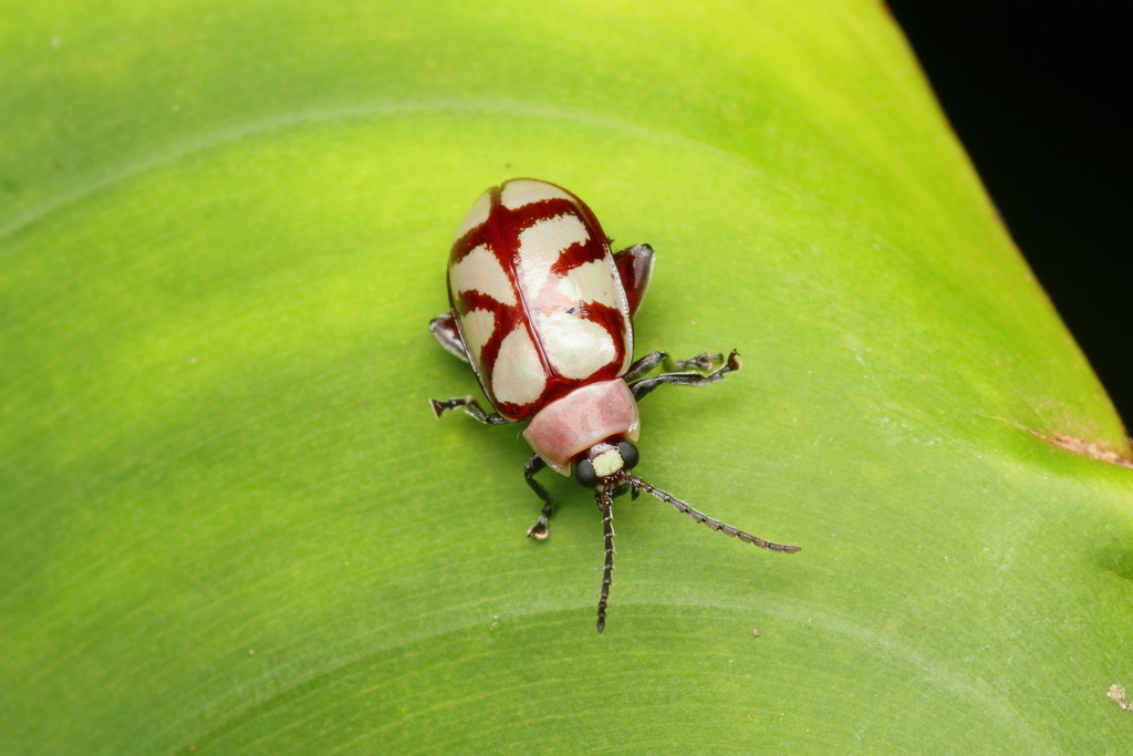 Bladder clawed flea beetles