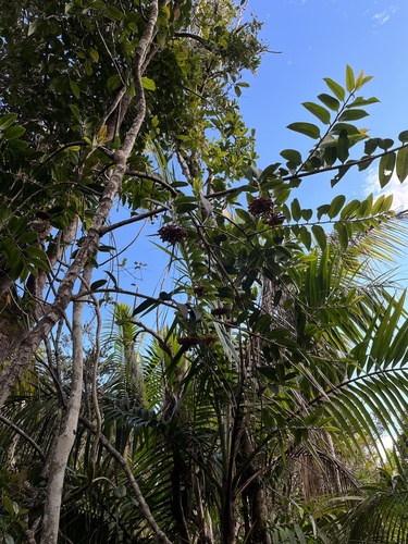 Shingleplant (Marcgravia sintenisii)