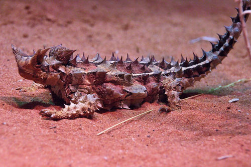 Moloch horridus