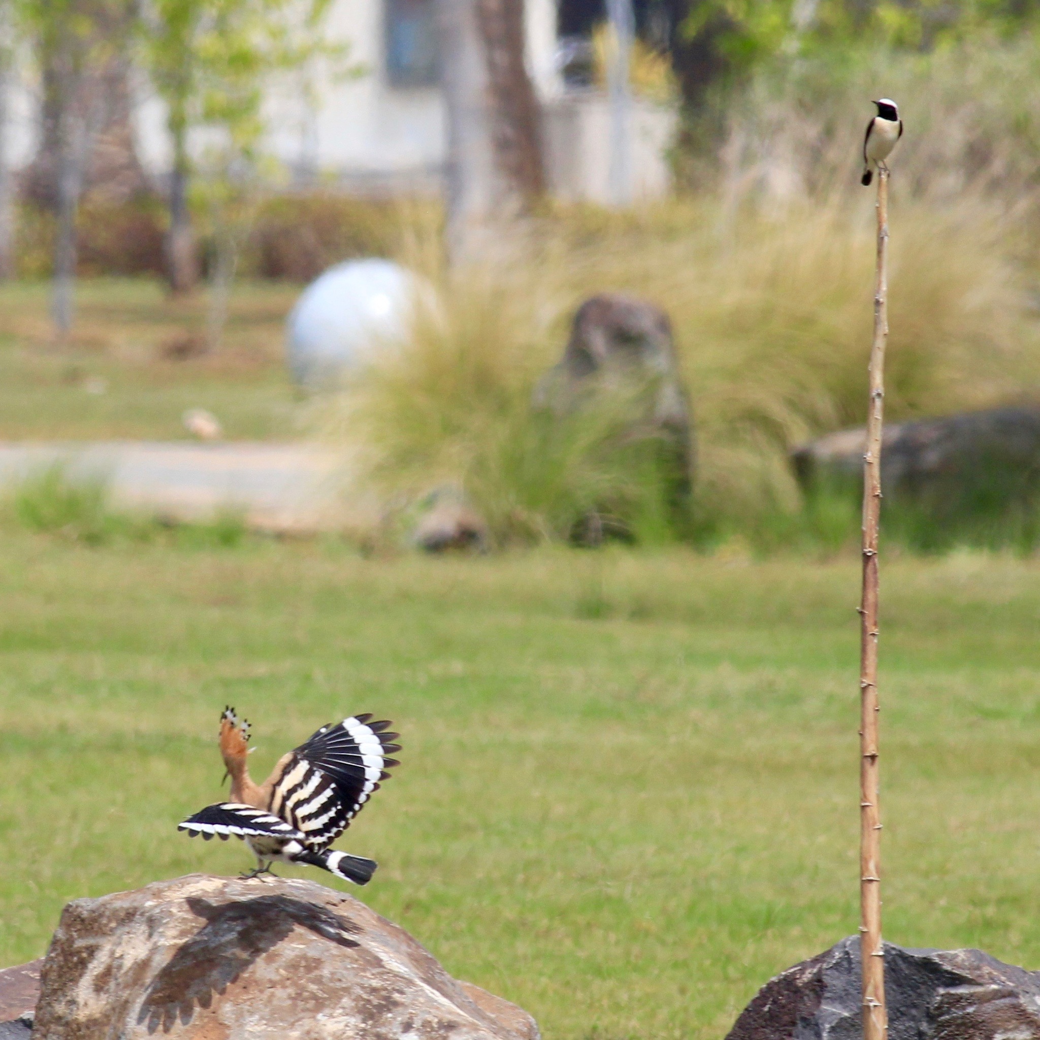 Common Hoopoe